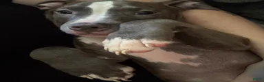 American Pit Bull Terrier 2