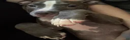American Pit Bull Terrier dogs for sale: American Pit Bull Terrier 2 - Ad 1