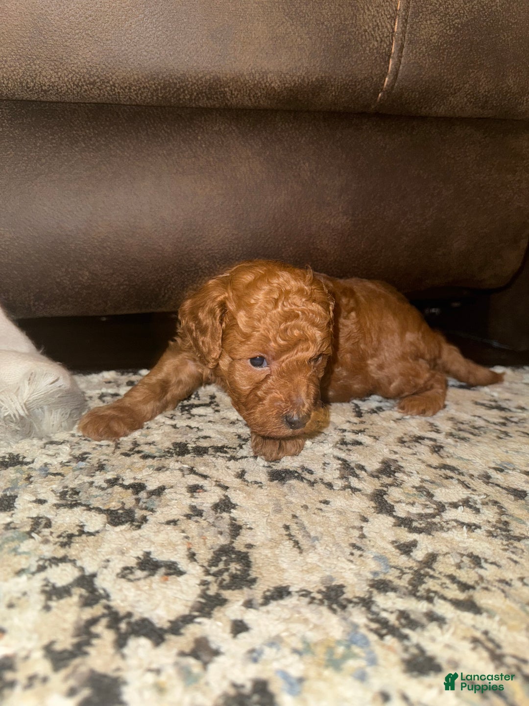 Miniature Poodle dogs for sale: Miniature Poodle Theo - Ad 1