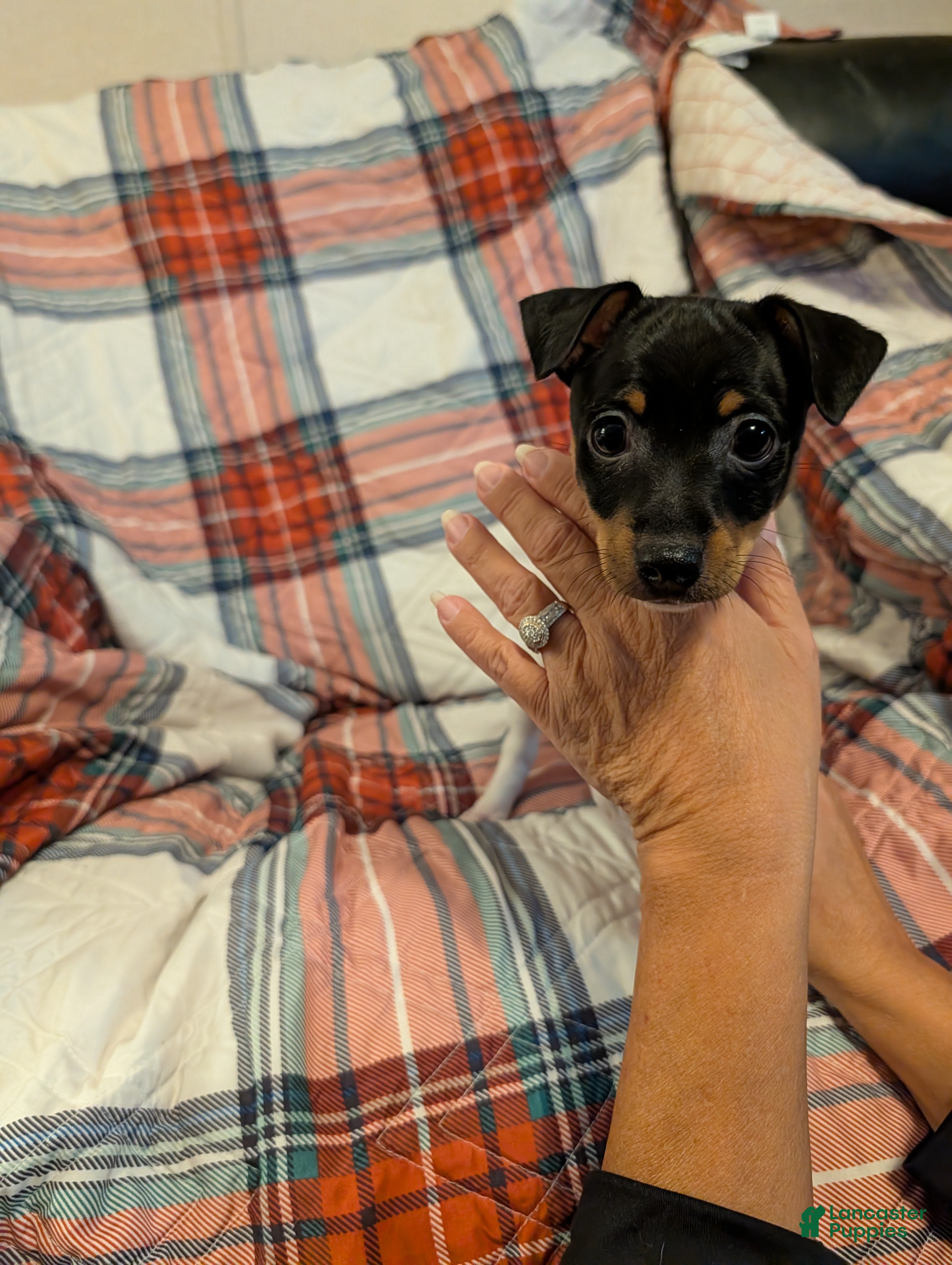 Toy Fox Terrier dogs Junior - Ad 11