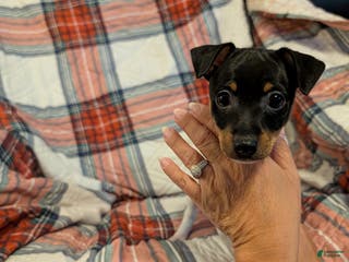 Toy Fox Terrier dogs Junior - Ad 11