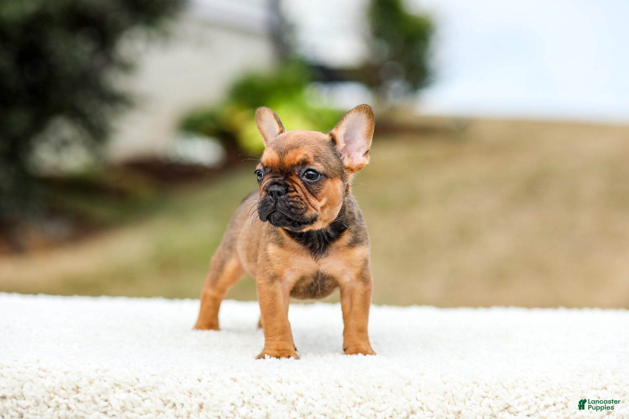 French Bulldog dogs Nico - Ad 2