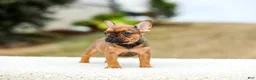 French Bulldog dogs for sale: Nico - Ad 2