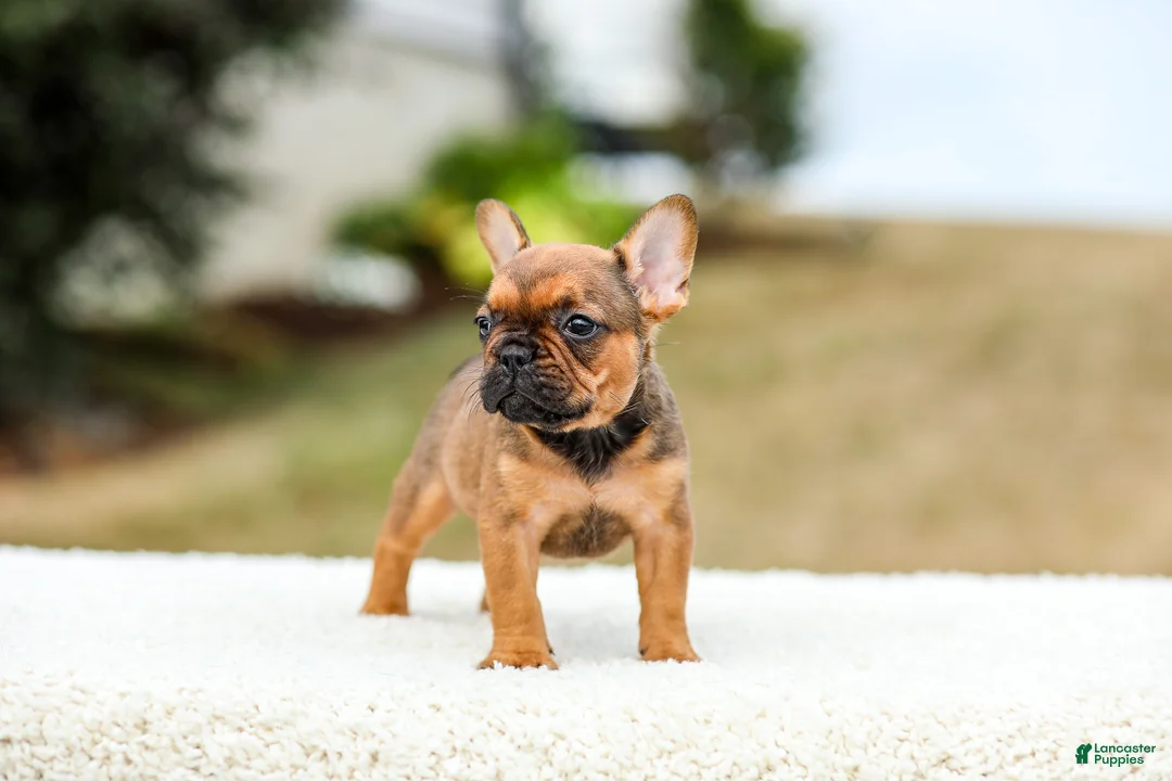 French Bulldog dogs for sale: Nico - Ad 2