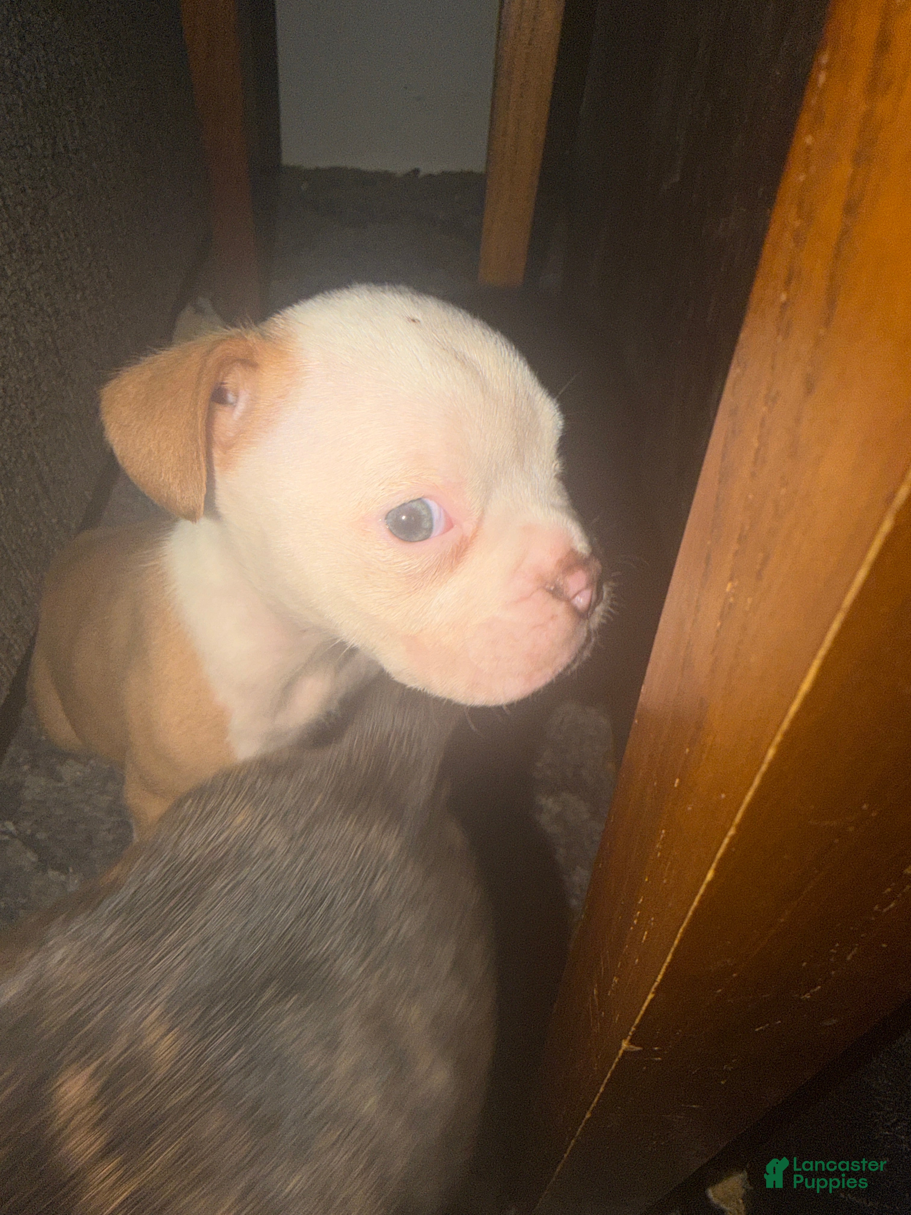 Olde English Bulldogge dogs Olde English Bulldogge Puppy 6 - Ad 28