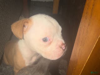 Olde English Bulldogge dogs Olde English Bulldogge Puppy 6 - Ad 25