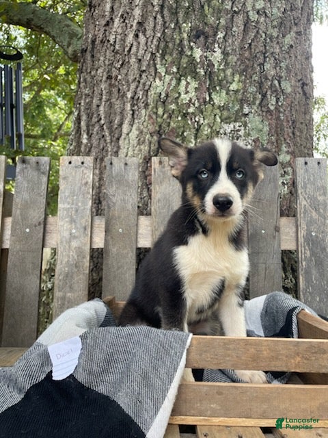 Pomsky dogs Diesel - Ad 1