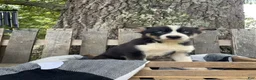 Pomsky dogs for sale: Diesel - Ad 1