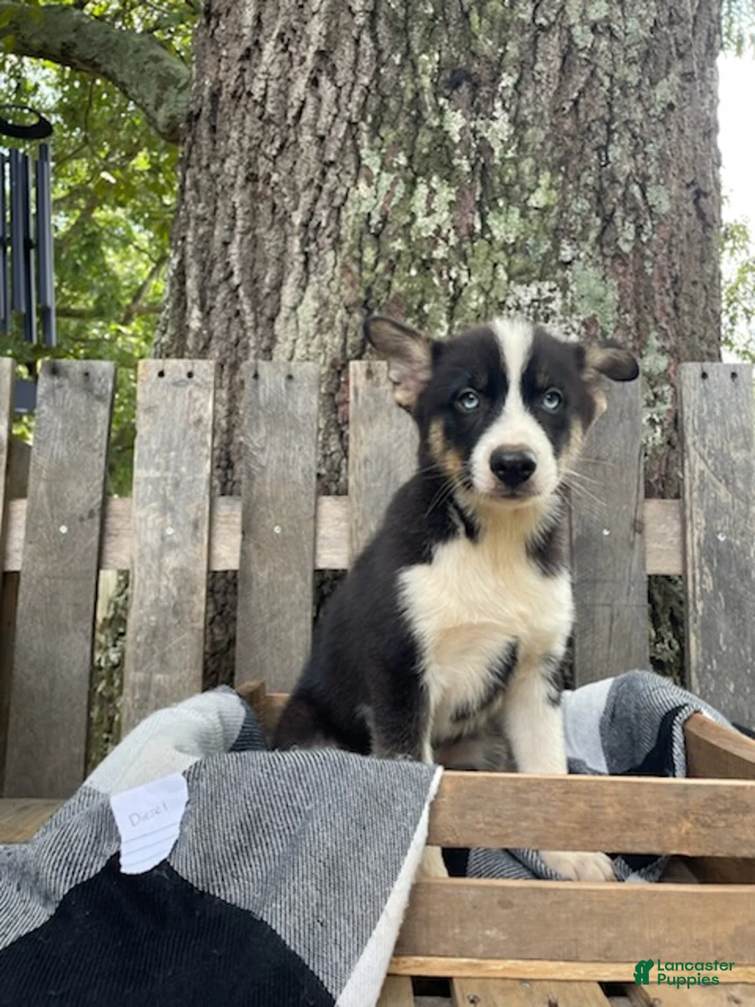 Pomsky dogs for sale: Diesel - Ad 1