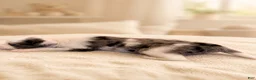 Mixed Breed dogs for sale: Mila - Ad 8