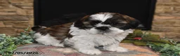 Shih Tzu dogs for sale: Rocky - Ad 5