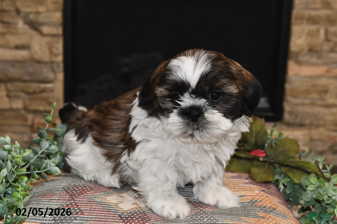 Shih Tzu dogs for sale: Rocky - Ad 5