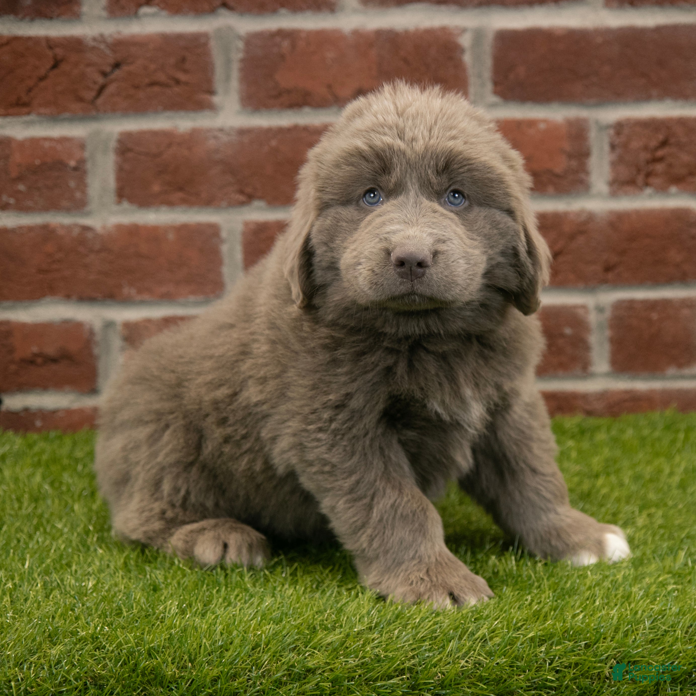 Newfoundland dogs Buster - Ad 2