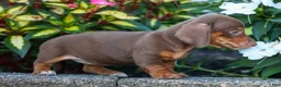Miniature Dachshund dogs for sale:  Zoey🎀 - Ad 8