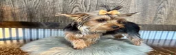Yorkshire Terrier dogs for sale: Shania - Ad 3