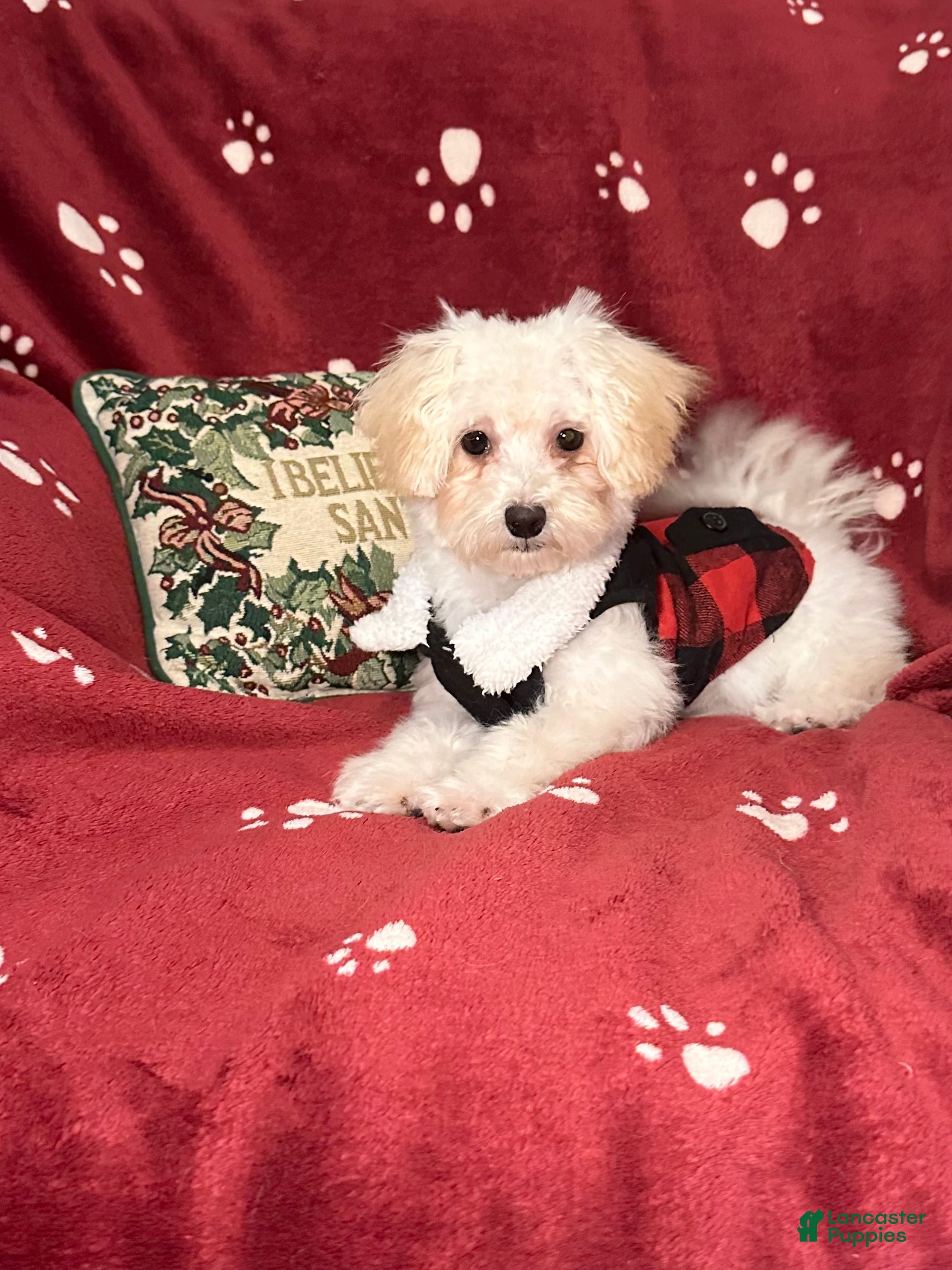 Maltipoo dogs Tootsie  - Ad 1