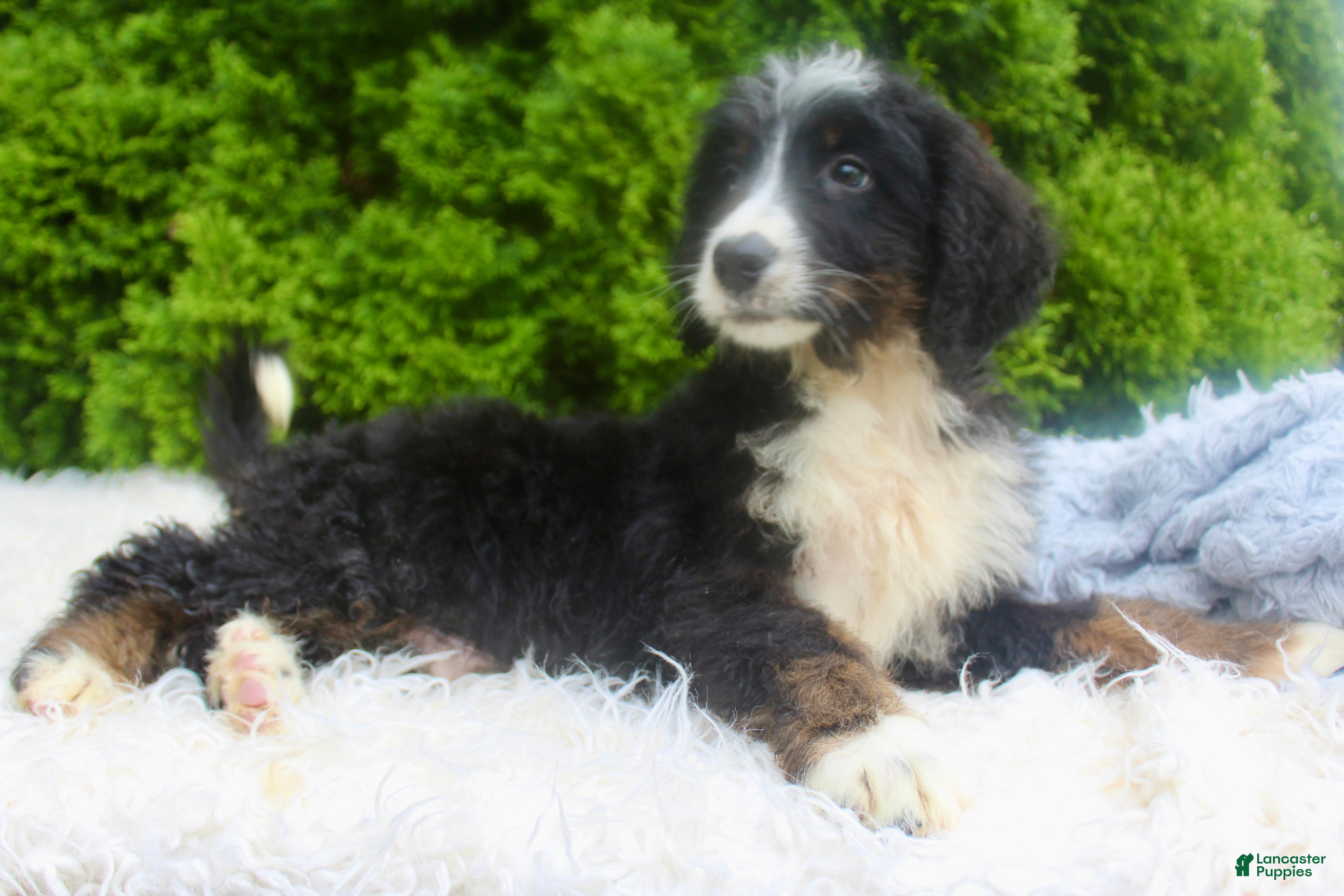 Bernedoodle dogs Buddy - Ad 1