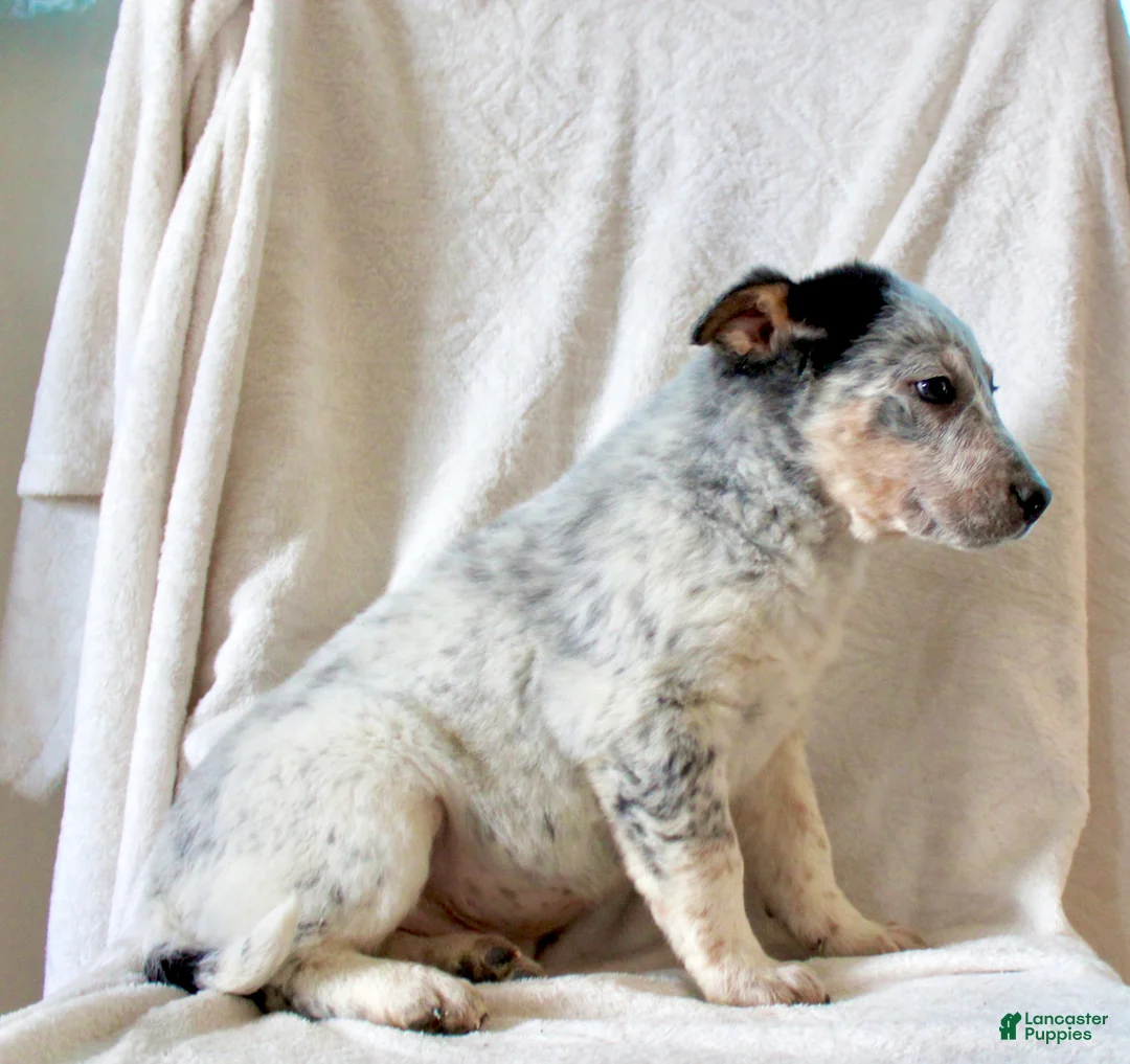 Australian Cattle Dog dogs for sale: Ranger - Ad 5