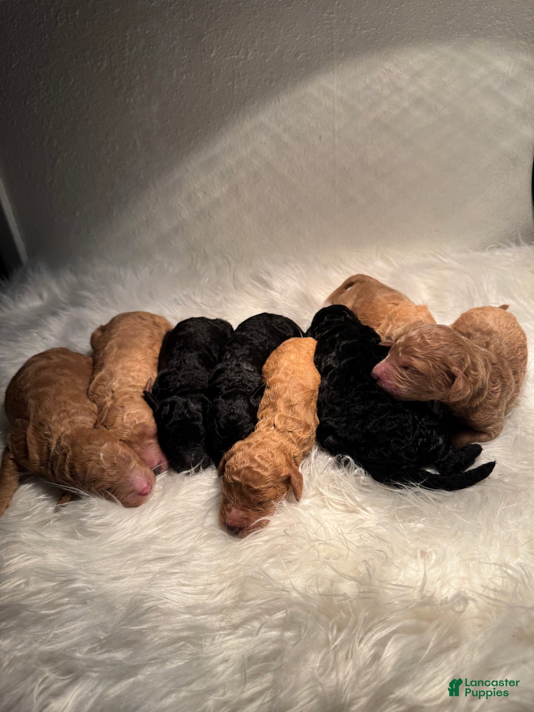 Standard Poodle dogs for sale: Standard Poodle Puppy 6 - Ad 19