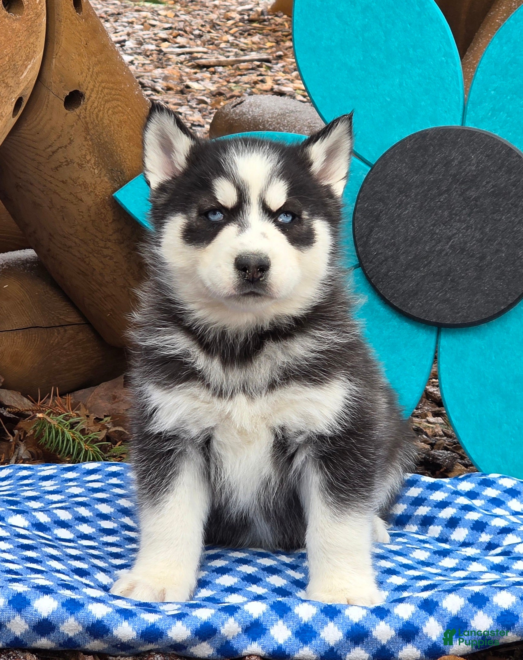 Siberian Husky dogs Tony - Ad 2