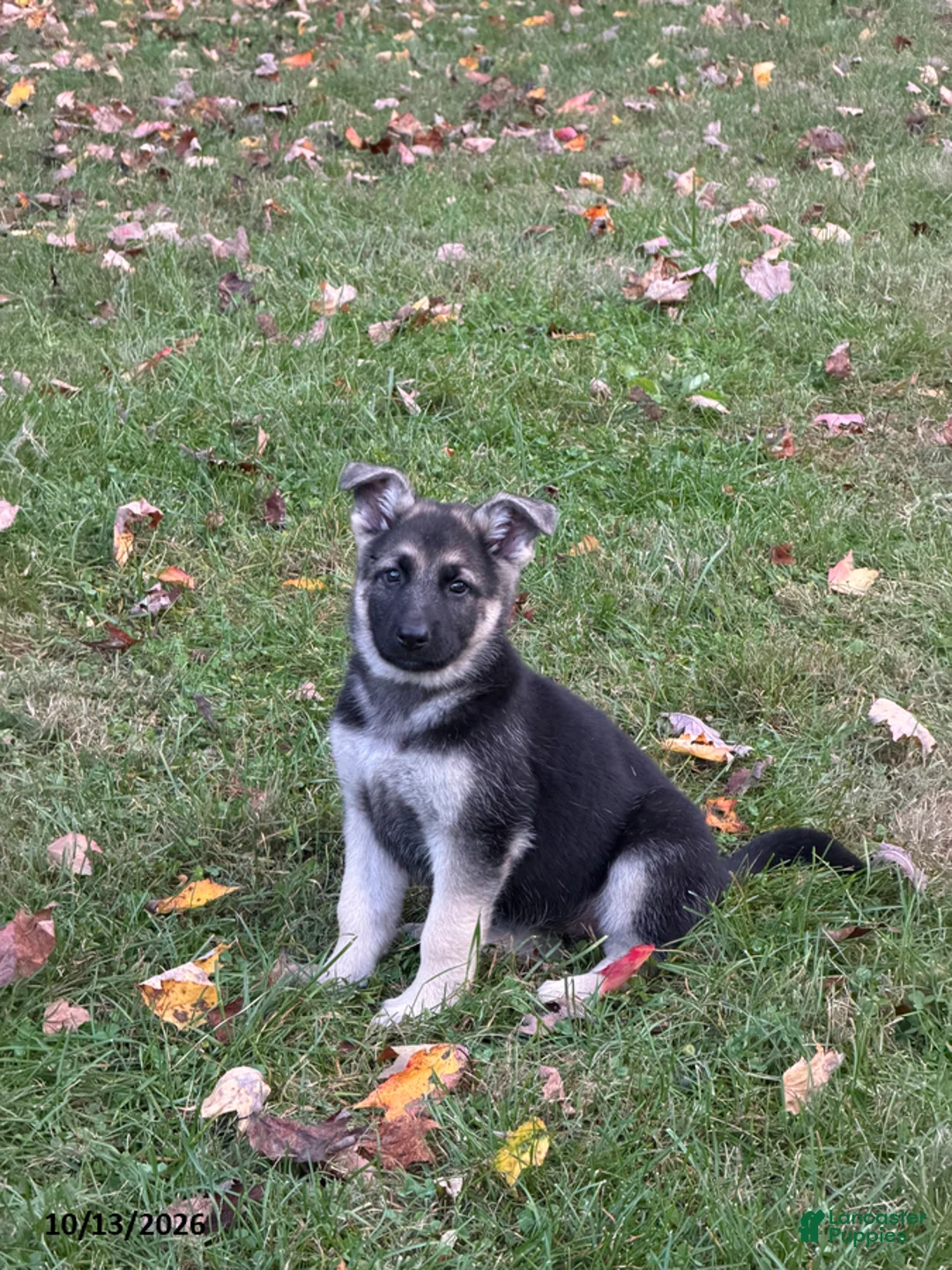 German Shepherd dogs for sale: Gloria - Ad 1