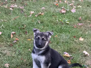 German Shepherd dogs Gloria - Ad 28