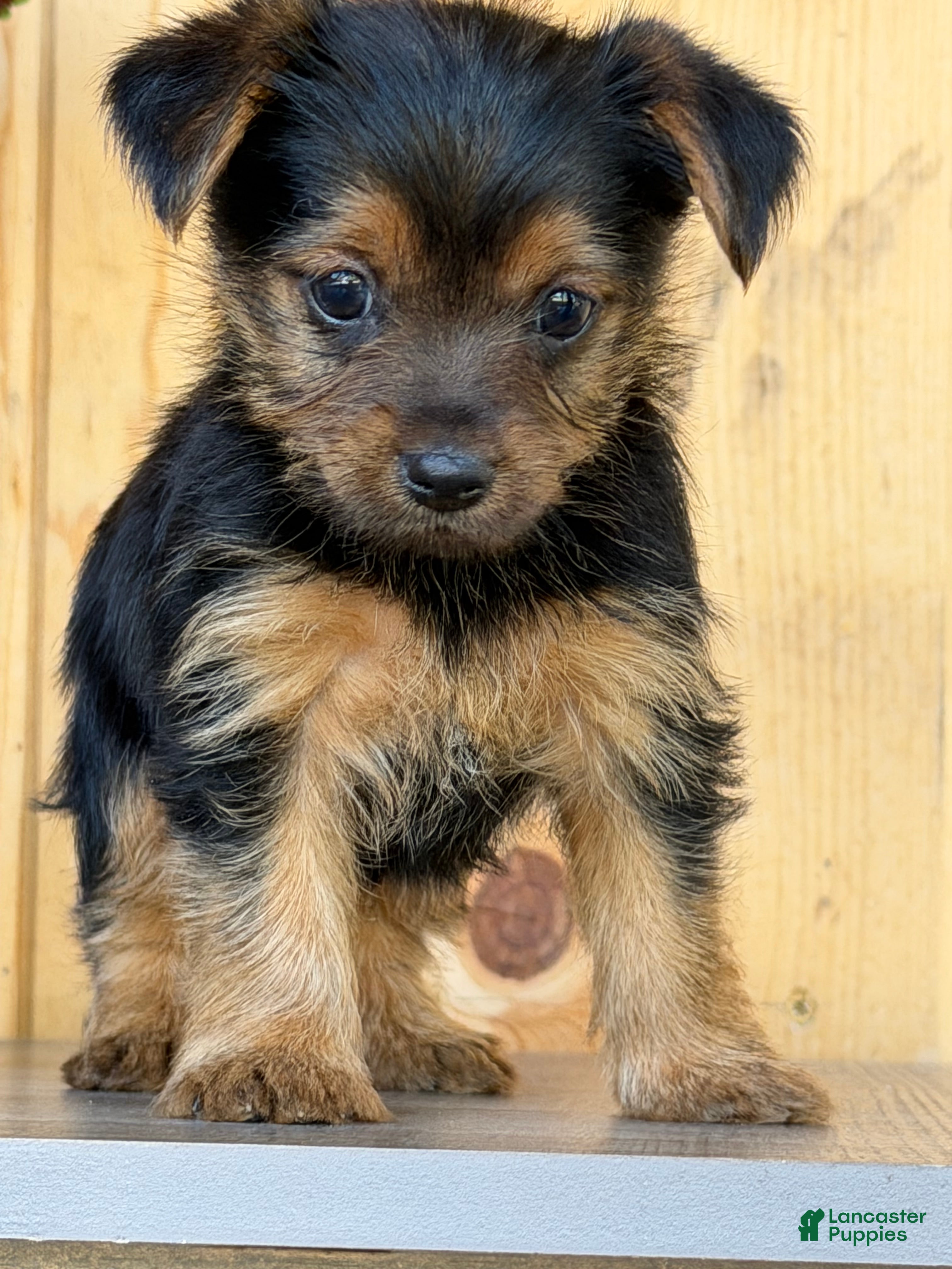 Yorkshire Terrier dogs Cheers - Ad 1