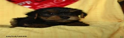 Yorkshire Terrier dogs for sale: Jax - Ad 3