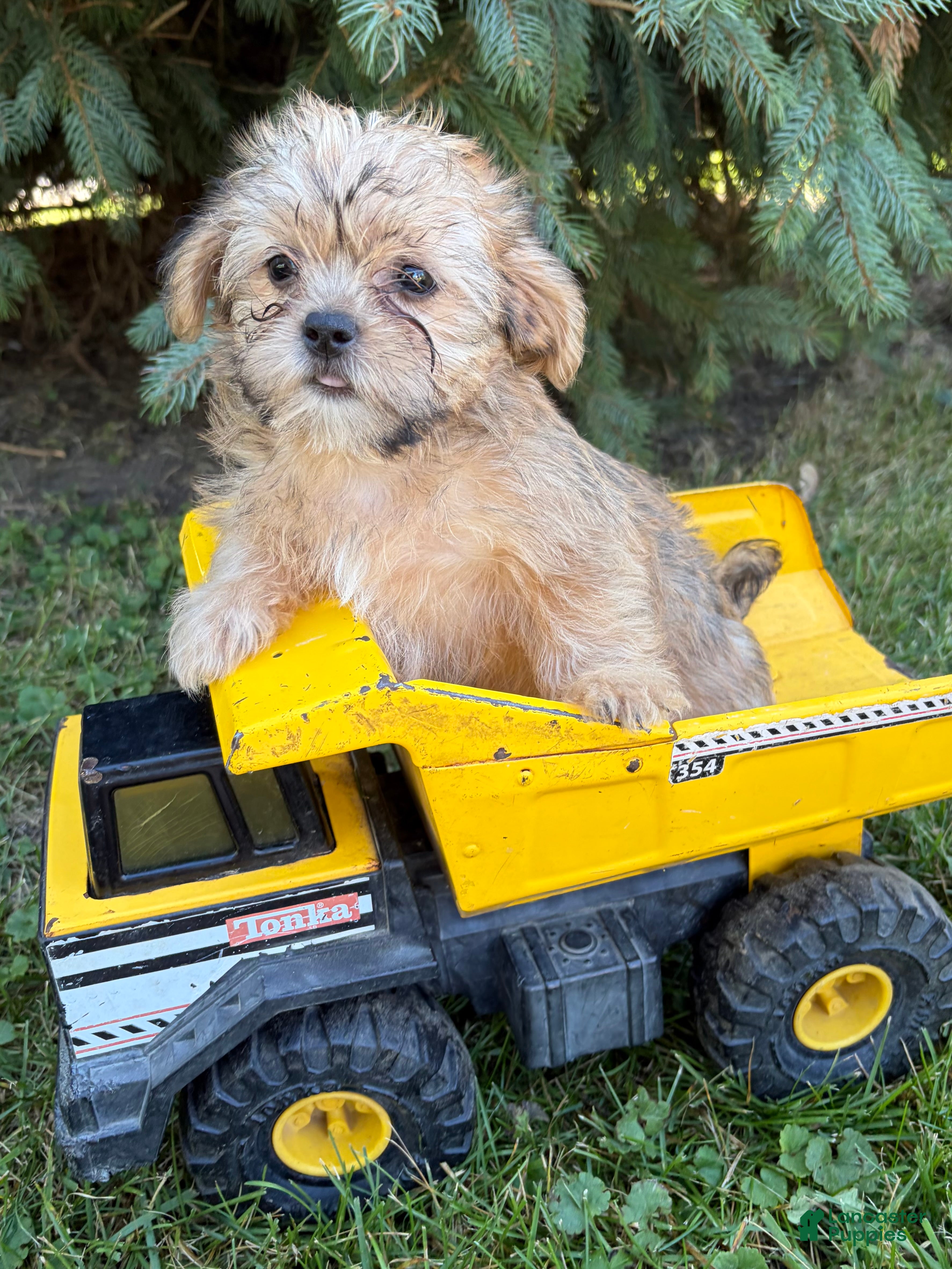 Shorkie dogs Albert - Ad 1