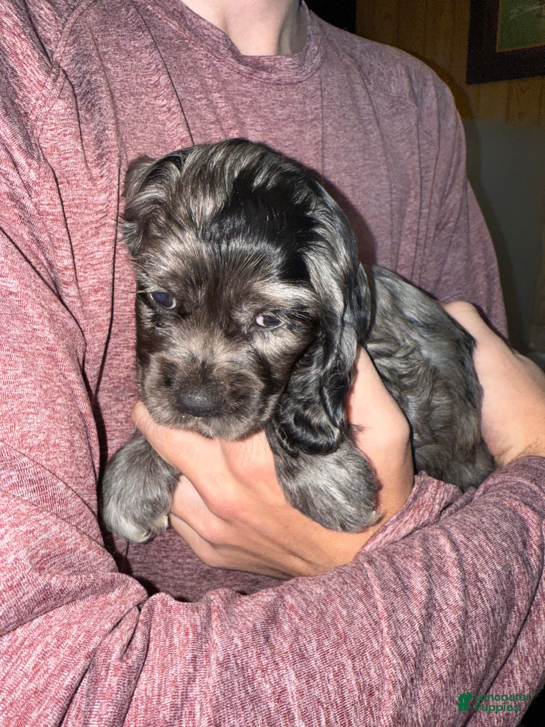 Cocker Spaniel dogs for sale: Maggie - Ad 6