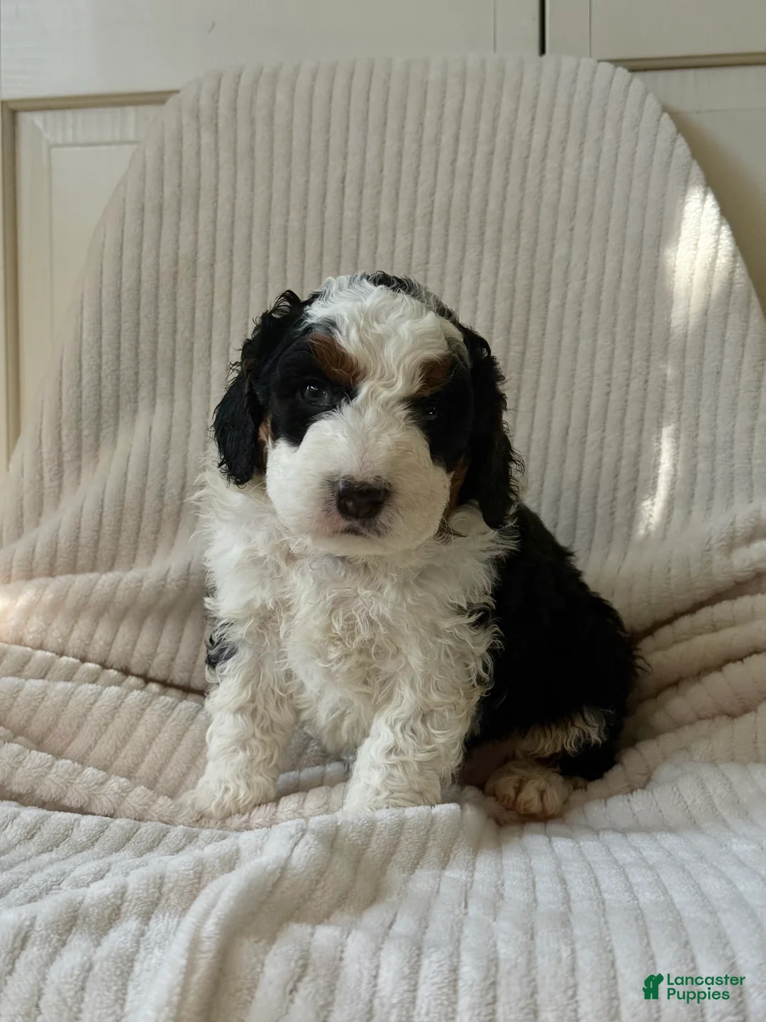 Mini Bernedoodle dogs for sale: Bruno - Ad 3