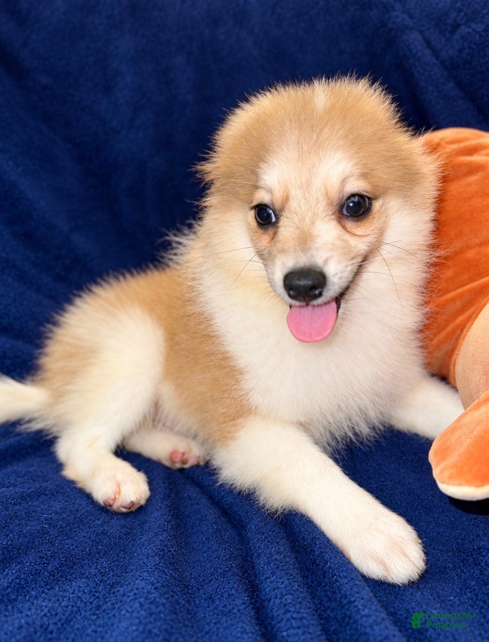 Pomeranian dogs Jack - Ad 2