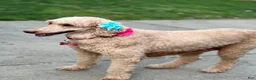 Standard Poodle dogs for sale: Lily (spayed) adult Standard Poodle - Ad 6
