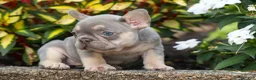 French Bulldog dogs for sale:  Regina🎀 - Ad 12