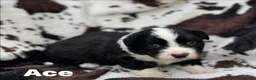 Welsh Corgi Cardigan dogs for sale: Ace FLUFFY - Ad 7