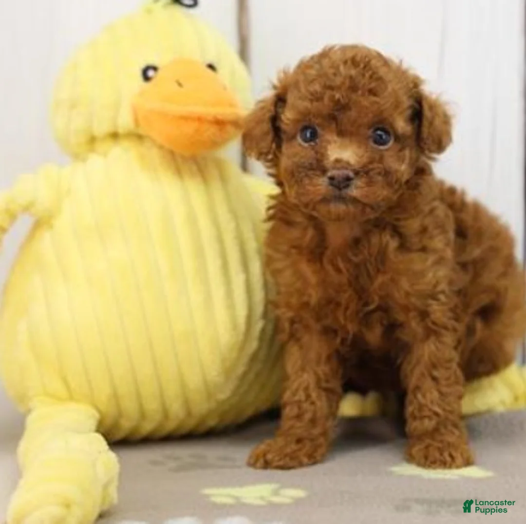 Miniature Poodle dogs for sale: Miniature Poodle Puppy 1 - Ad 2