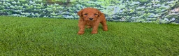 Goldendoodle dogs for sale:  Louie - Ad 2