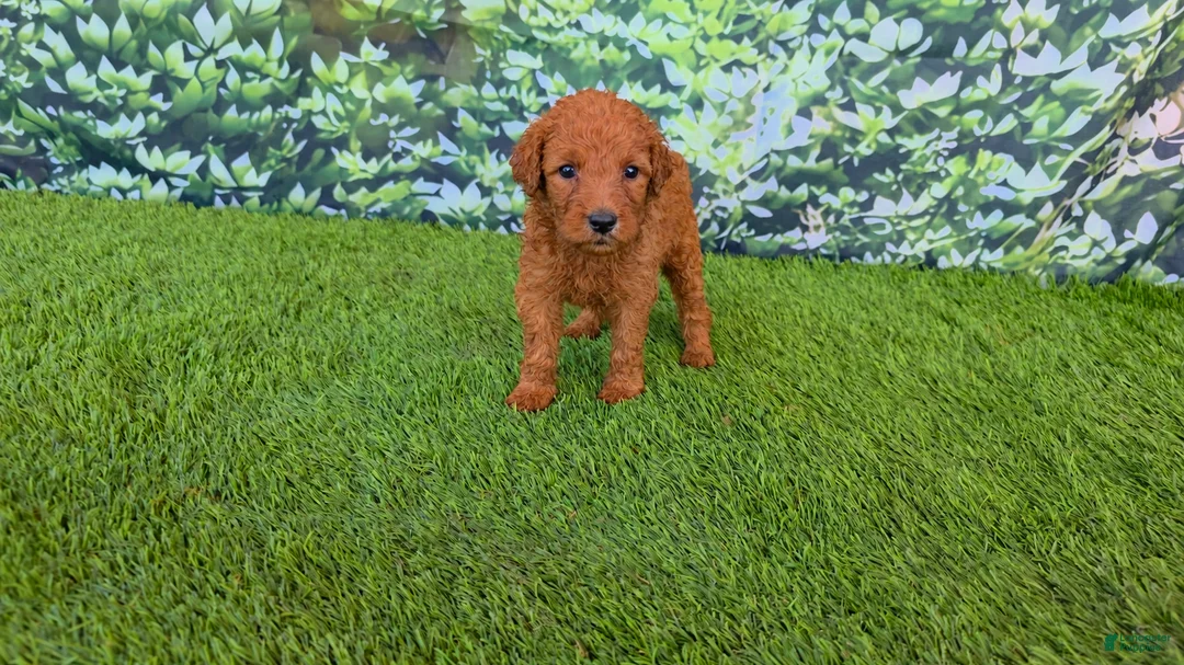 Goldendoodle dogs for sale:  Louie - Ad 2