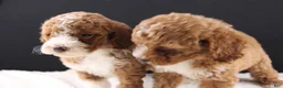 Mini Goldendoodle dogs for sale: Teddy - Ad 13