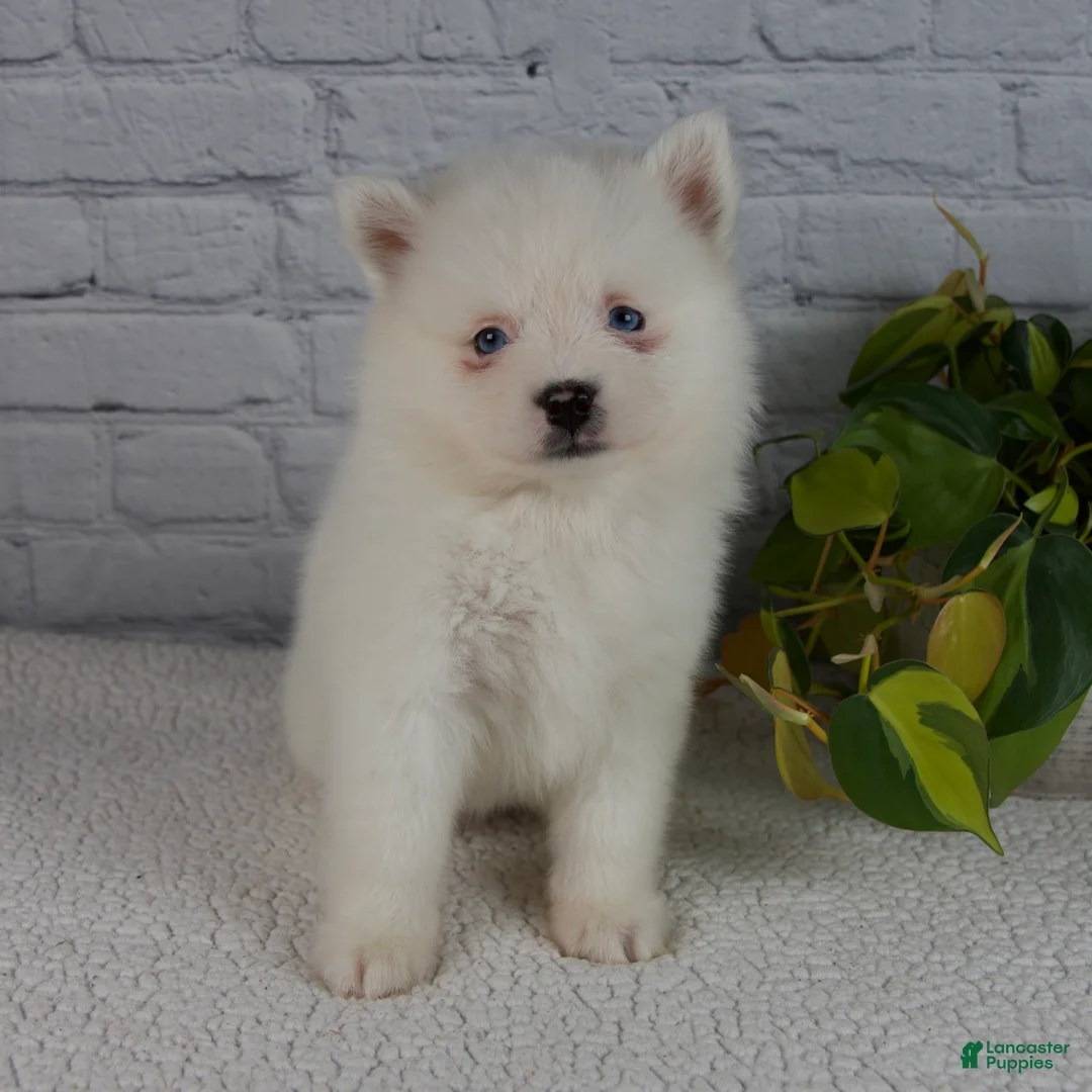 Pomsky dogs for sale: Nola - Ad 1