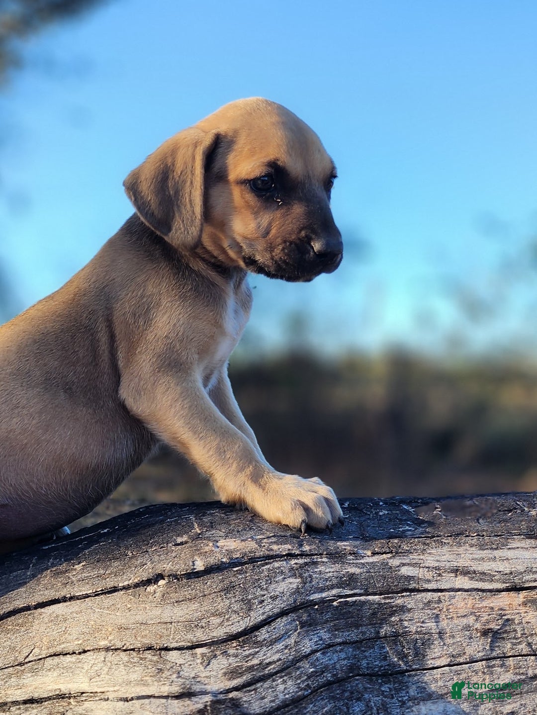 Catahoula Leopard Dog dogs for sale: Tracy II 2025 Female 2 - Ad 2