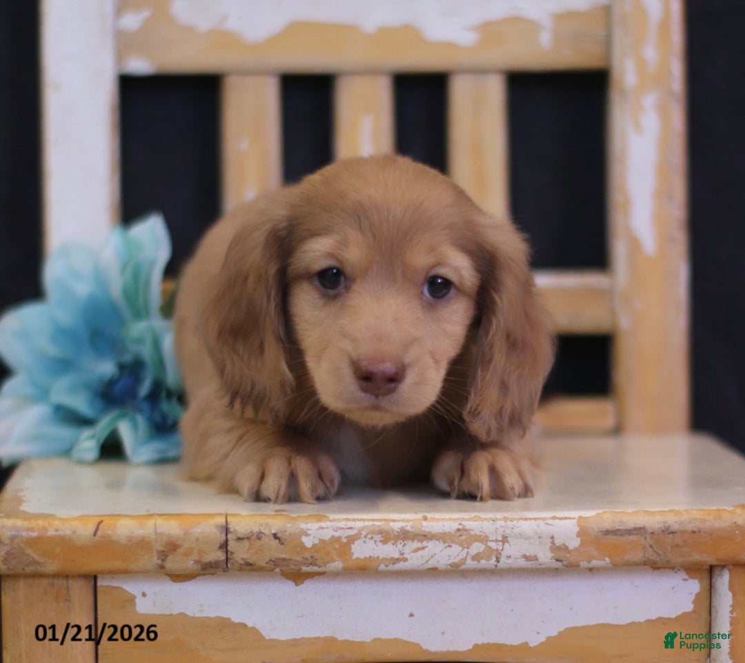 Miniature Dachshund dogs for sale: Wade - Ad 4