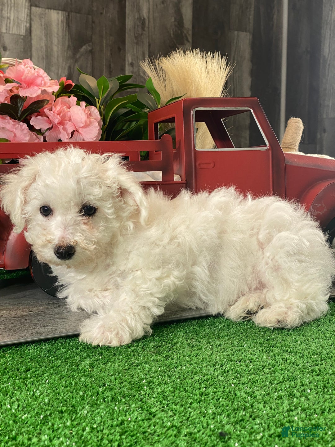 Bichon Frise dogs for sale: Buddy  - Ad 3