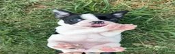 Mixed Breed dogs for sale: Recees - Ad 5