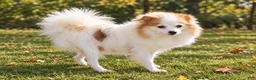 Pomeranian dogs for sale: Everest🐾 - Ad 20