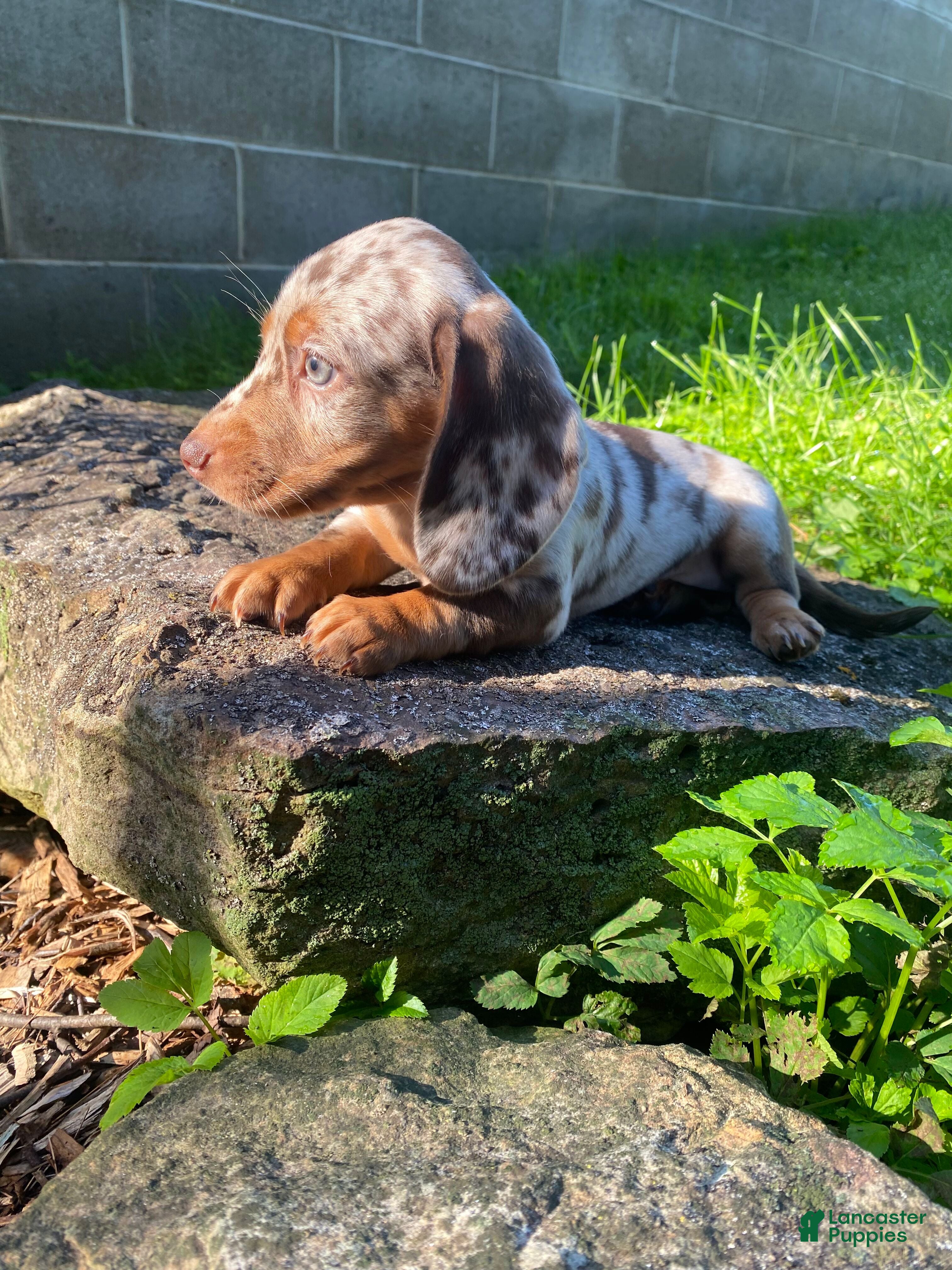 Miniature Dachshund dogs Lucy - Ad 2