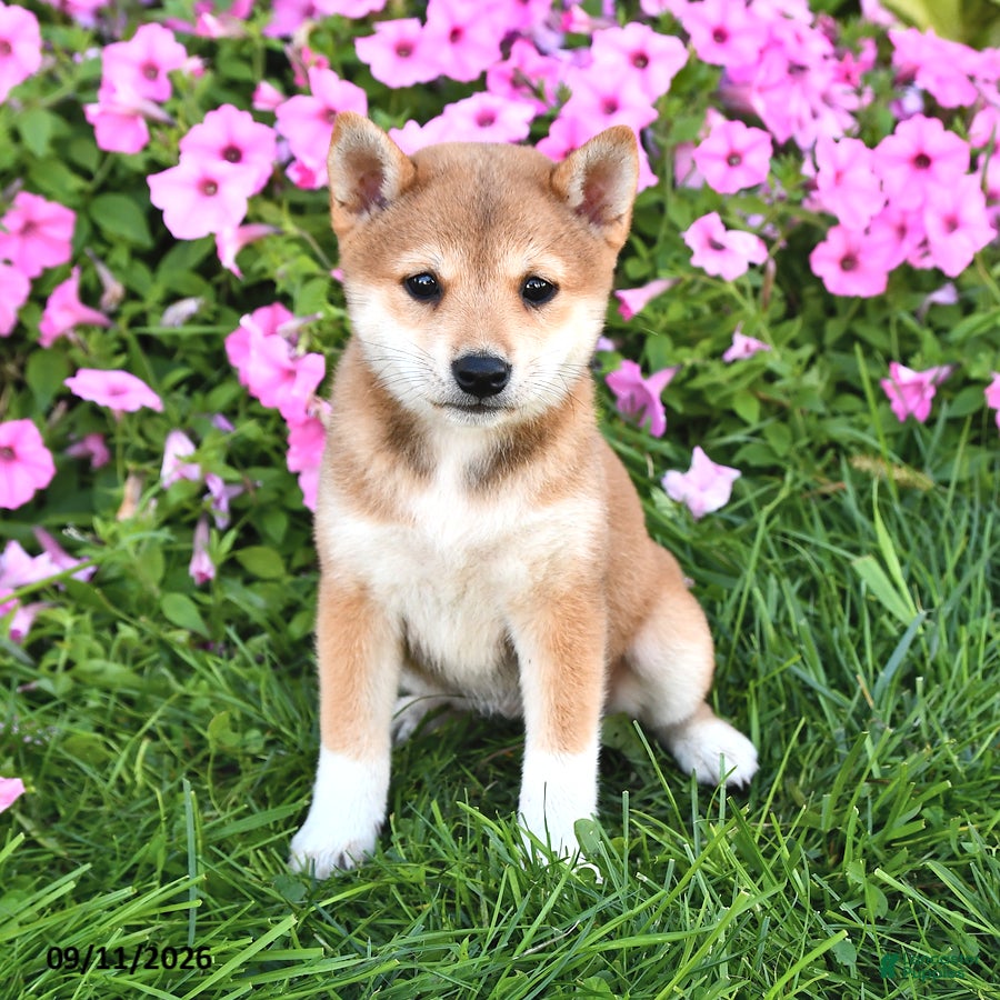 Shiba Inu dogs Kathyn - Ad 1