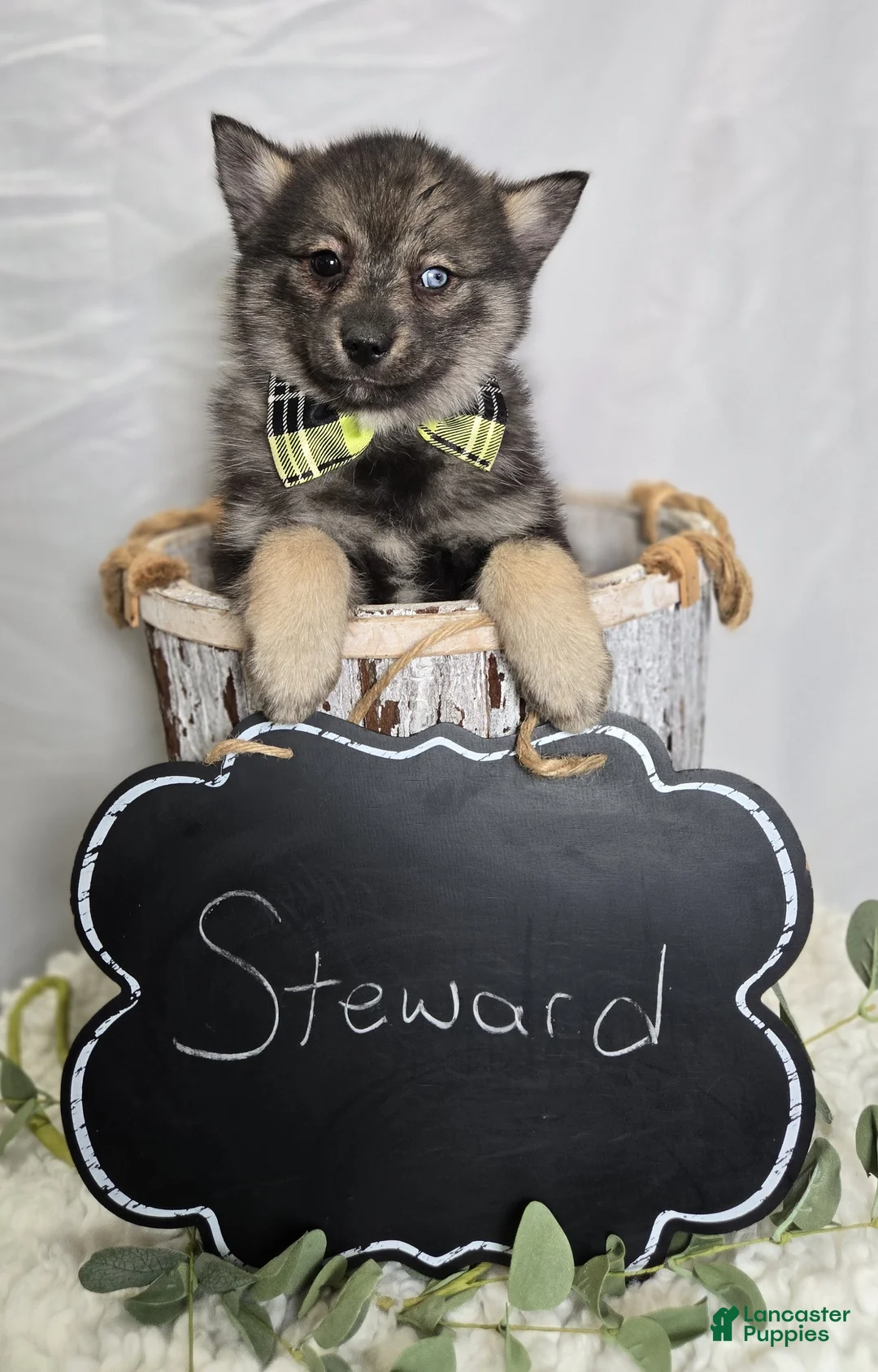 Pomsky dogs for sale: Steward - Ad 5