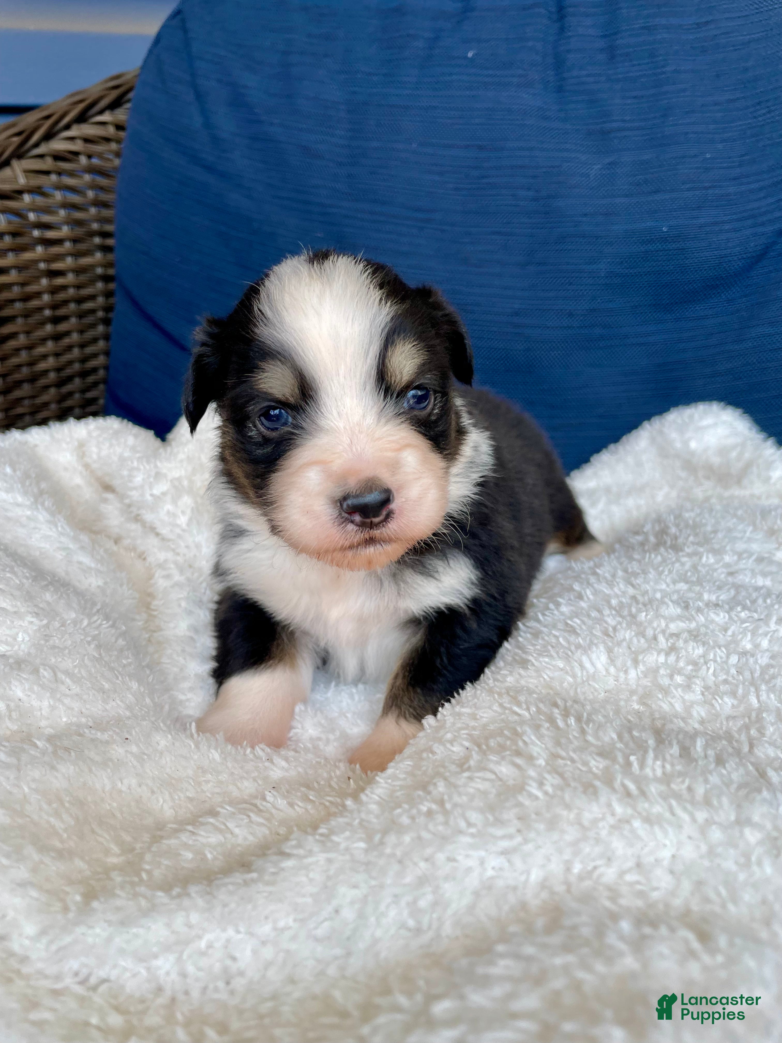 Australian Shepherd dogs Australian Shepherd- Chloe  - Ad 7