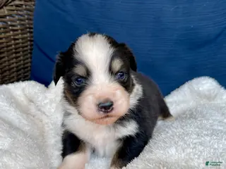 Australian Shepherd dogs Australian Shepherd- Chloe - Ad 7